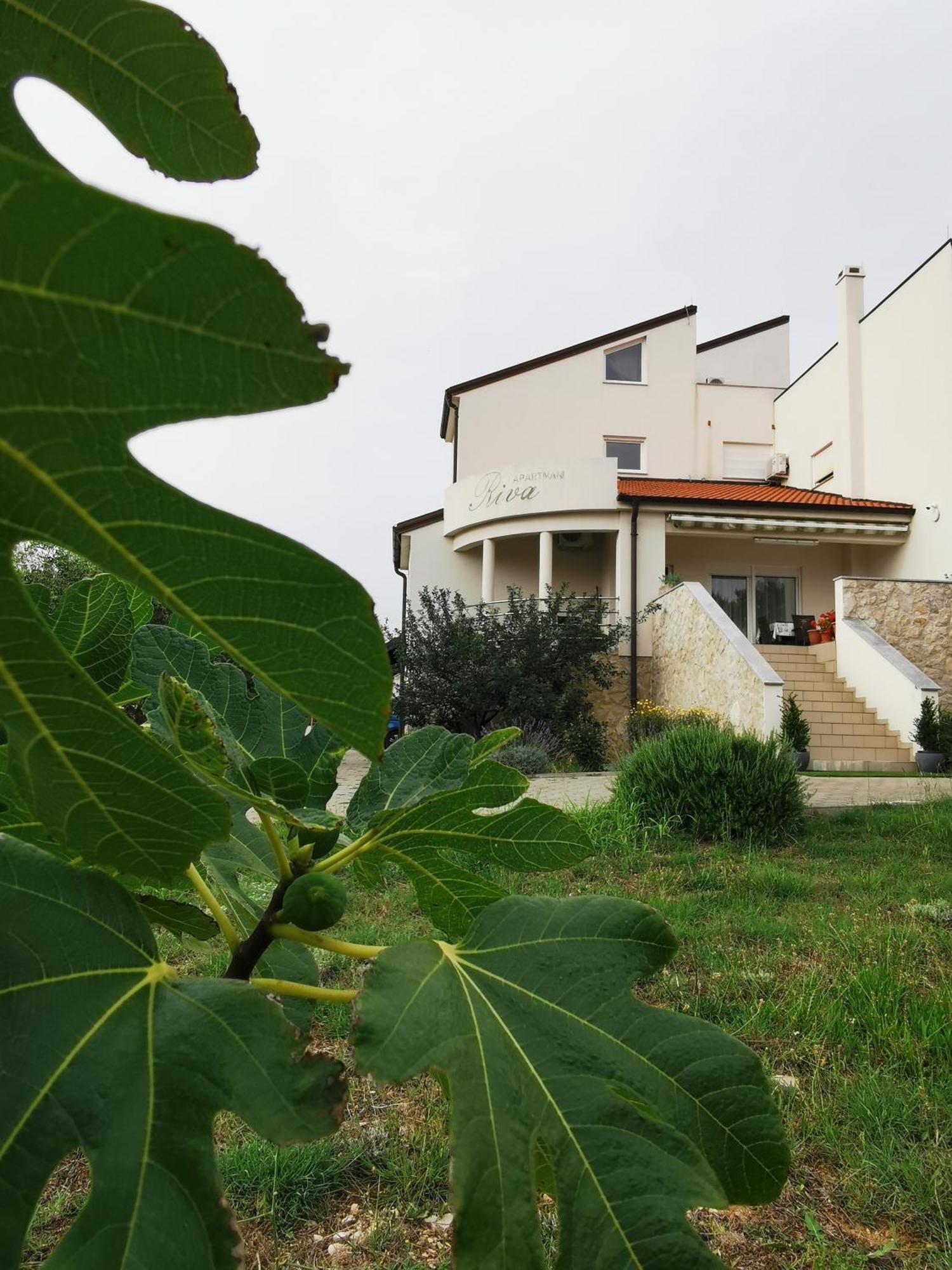 Apartments Riva Povljana Εξωτερικό φωτογραφία