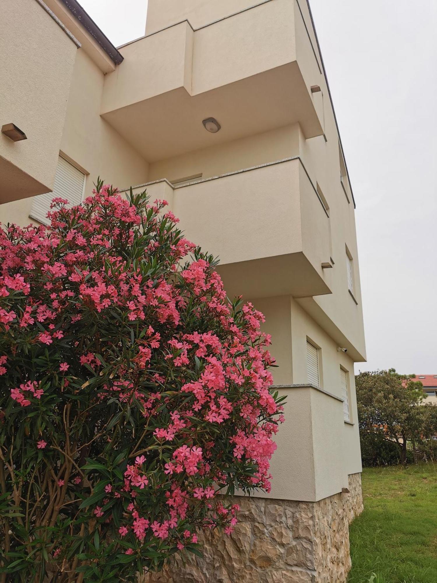 Apartments Riva Povljana Εξωτερικό φωτογραφία